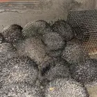 ق ن ف ذ قنافذ