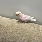 فرخ روز البينو
