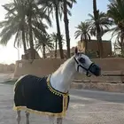 حصان شعبي