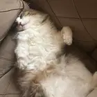 قطط