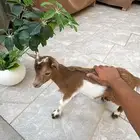 ماعز القزم