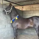 حصان شعبي سبوق