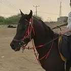 خيل شعبي