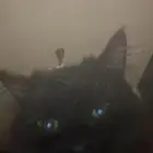 قطة شيرازية