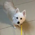 كلب للبيع اليف ومطيع