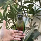كنيور قرين شيك