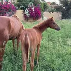 مهر