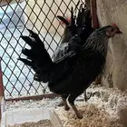 ديك ودجاجه