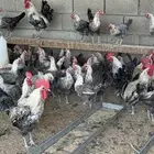دجاج فيومي بياض جروم