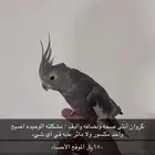 كروان