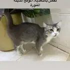قطة للانقاذ   انثى كانت حامل و توفى طفلها