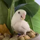 طير روز ابيض أليف