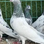 حمام باكستاني تب التب