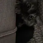 قط شيرازي للتبني