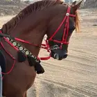 حصان للبيع يأهل الشتويه حفيد مروان الشقب اوراقه جاهزه