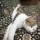 قط ذكر بلدي طالب تزاوج