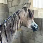 مهر واهو جميل