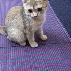 للبيع قطط