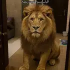 اسد للتمني