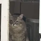 مكافأه ماليه لمن يجد هذا القط