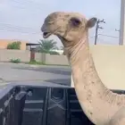قعوده للبيع