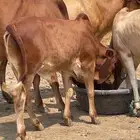 للبيع حسلان لباني
