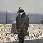 سفاري شيهانه بحريه