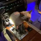 قطه للبيع