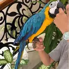 للبيع ببغاء مكاو