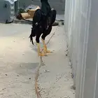 ديك هزاز