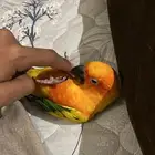 بغبغاء صن كنيور