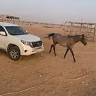 فرس شعبي للبيع