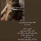 قطط