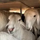 يوجد عندنا مشاريع فحول فاخره