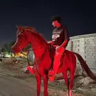 حصان واهو