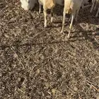 رخال رفيدي