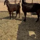 معزا حليب مصريات