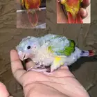 فرخ كنيور اناناس غر صبغه