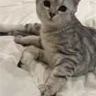 قطه ذكر هجين هملايا وشيرازي ليبني