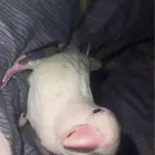 طير روز ابيض على اخضر على اصفر العمر تقريبا 9 شهور انثى