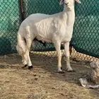خروف للبيع