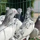 حمام باكستاني مشكل مطيار كلها وتقلب