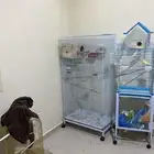 عصافير الحب زوج  ببغاء الدره زوج مع فروخ وبيض قابل للانتاج