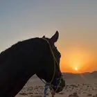 نقل خيل المزاحمية