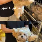 كلاب شيتزو مسوى جميل