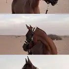 فرس شعبيه فاخره