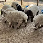 للبيع خرفان