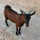 تيس جنوبي