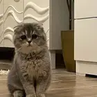 سكوتش فولد للتزاوج