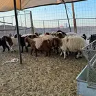 تبوك